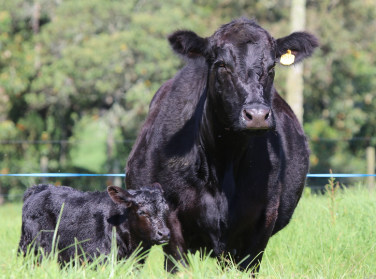 Cómo producir carne de calidad en el trópico bajo
