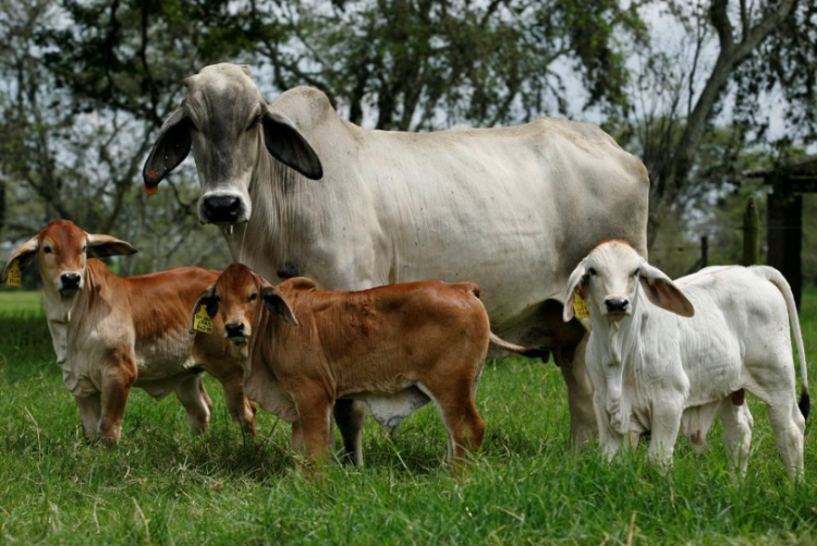 Brahman: líder de producción de carne en el trópico