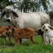 Brahman: líder de producción de carne en el trópico