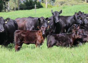 Carne colombiana: oportunidades en los mercados internacionales