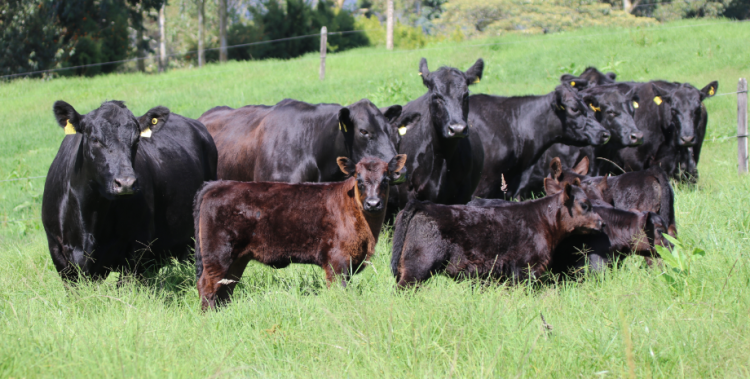 Carne colombiana: oportunidades en los mercados internacionales