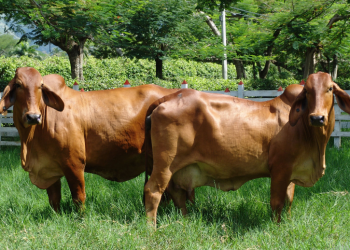 tecnologías reproductivas