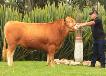 Rapid Bay Supasuta ET