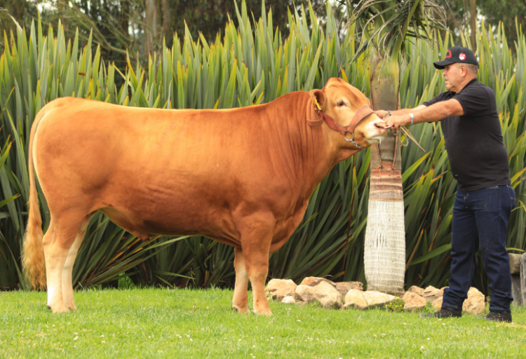 Rapid Bay Supasuta ET