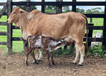 ¿Usamos las tecnologías disponibles para buscar más terneros nacidos al año?