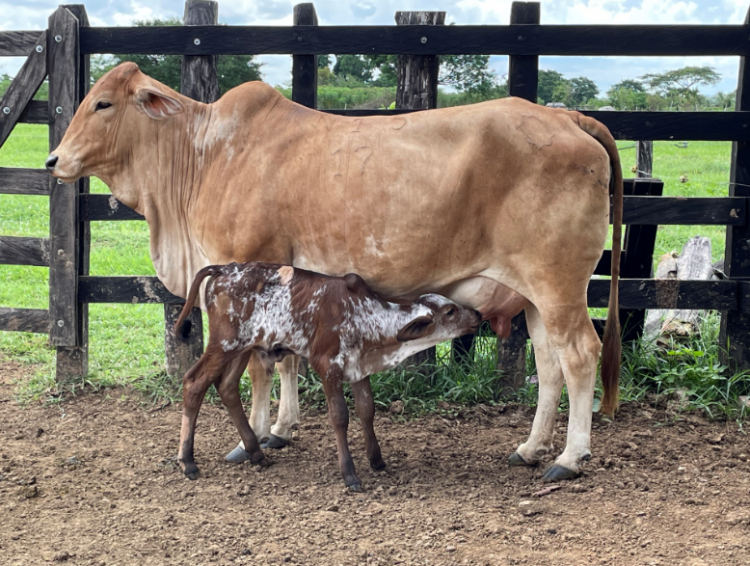 ¿Usamos las tecnologías disponibles para buscar más terneros nacidos al año?