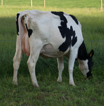 Sincrogest: progesterona inyectable de larga acción pre y post IATF