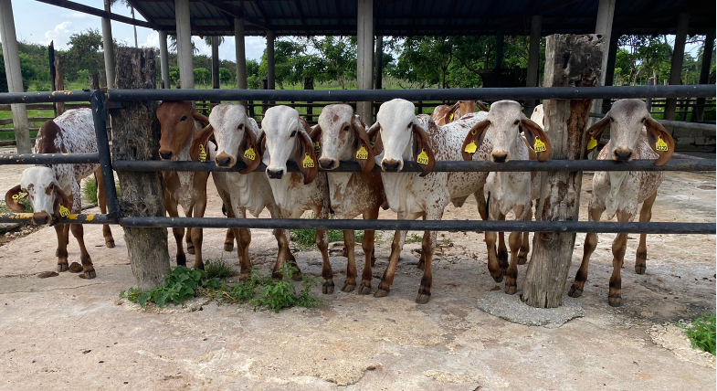 Transferencia de embriones: Embriodom