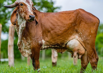 Ganadería Doña Cielo