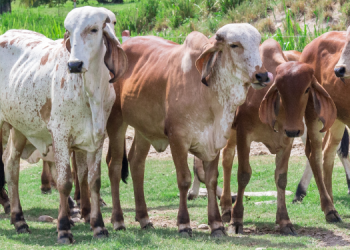 Fertilización In Vitro: cuáles son los Protocolos para realizarla