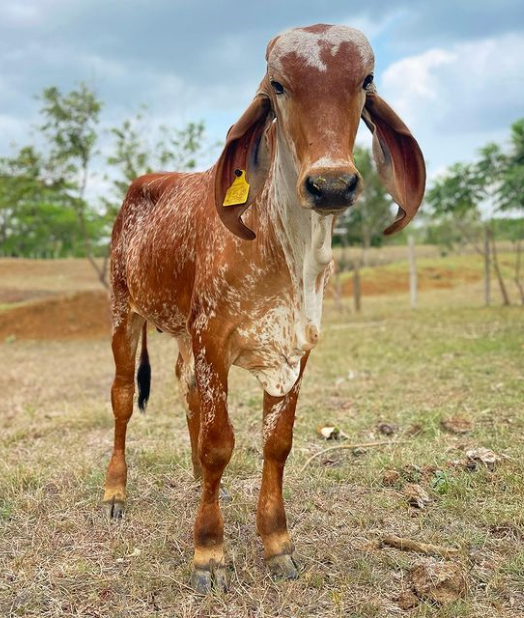 Ganadería Doña Cielo