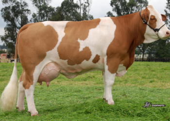 Sincrogest: progesterona inyectable de larga acción pre y post IATF