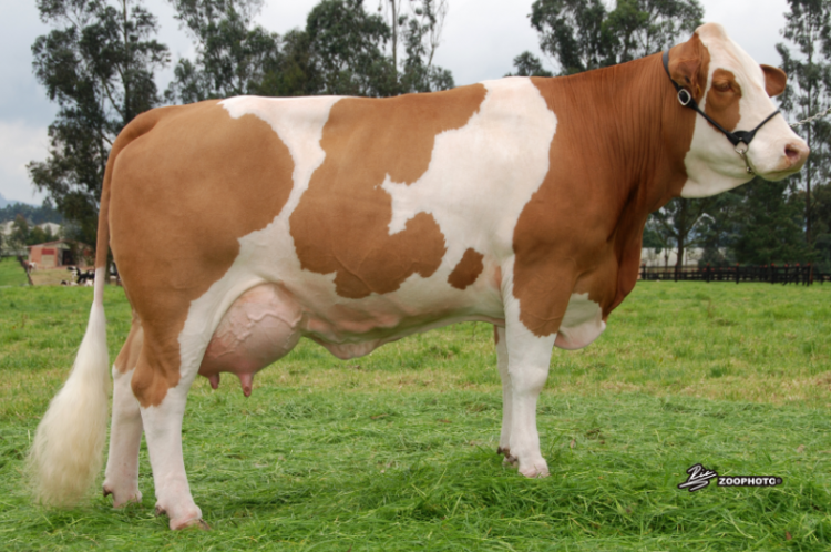 Sincrogest: progesterona inyectable de larga acción pre y post IATF