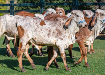 Por qué son esenciales las Vitaminas del complejo B