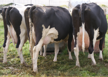 Supravac LCH®: vacuna reproductiva