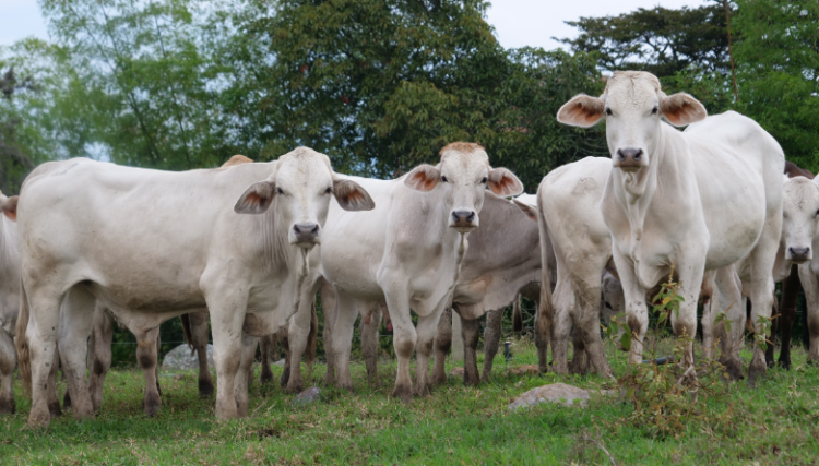 Cierre de exportaciones de ganado en píe