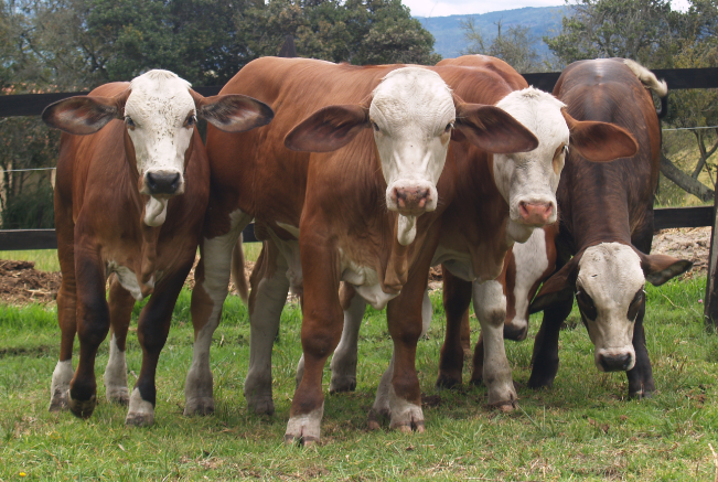 10 pasos para mejorar la reproducción del ganado lechero