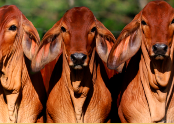 Ganadería Casanueva