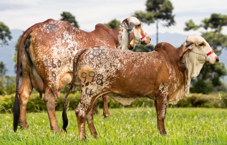 Ancestría racial en ganadería de leche