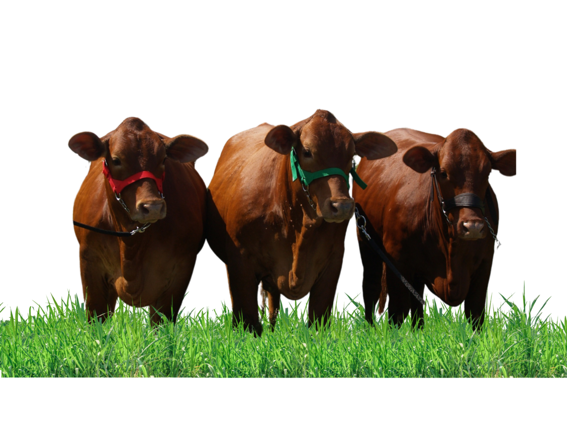 Agroindustrial Las Américas