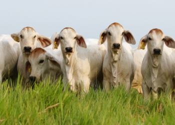 Qué es la Clostridiosis Bovina