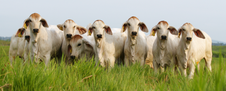 Qué es la Clostridiosis Bovina