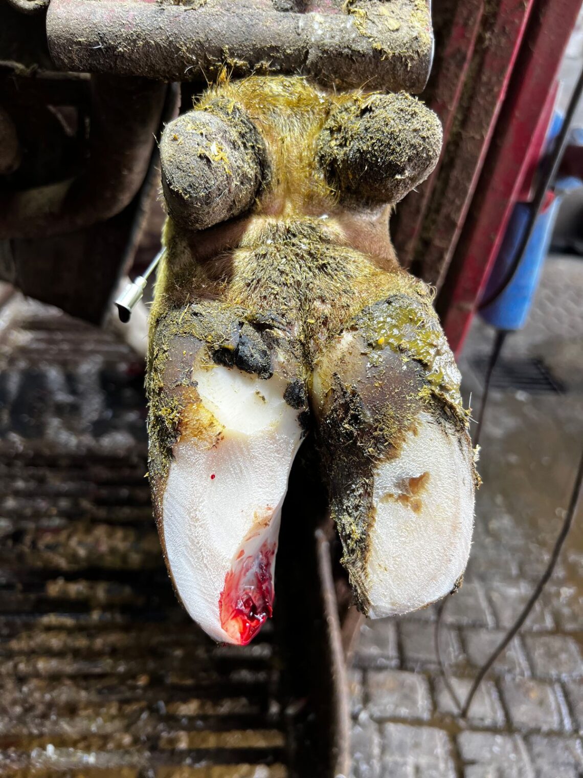 Metodo Wisconsin de recorte de pezuñas