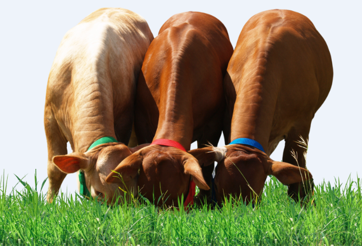 Agroindustrial Las Américas