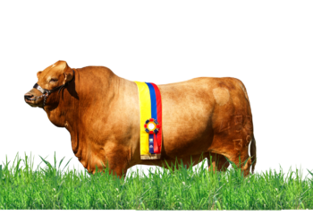 Agroindustrial Las Américas