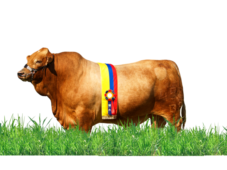 Agroindustrial Las Américas