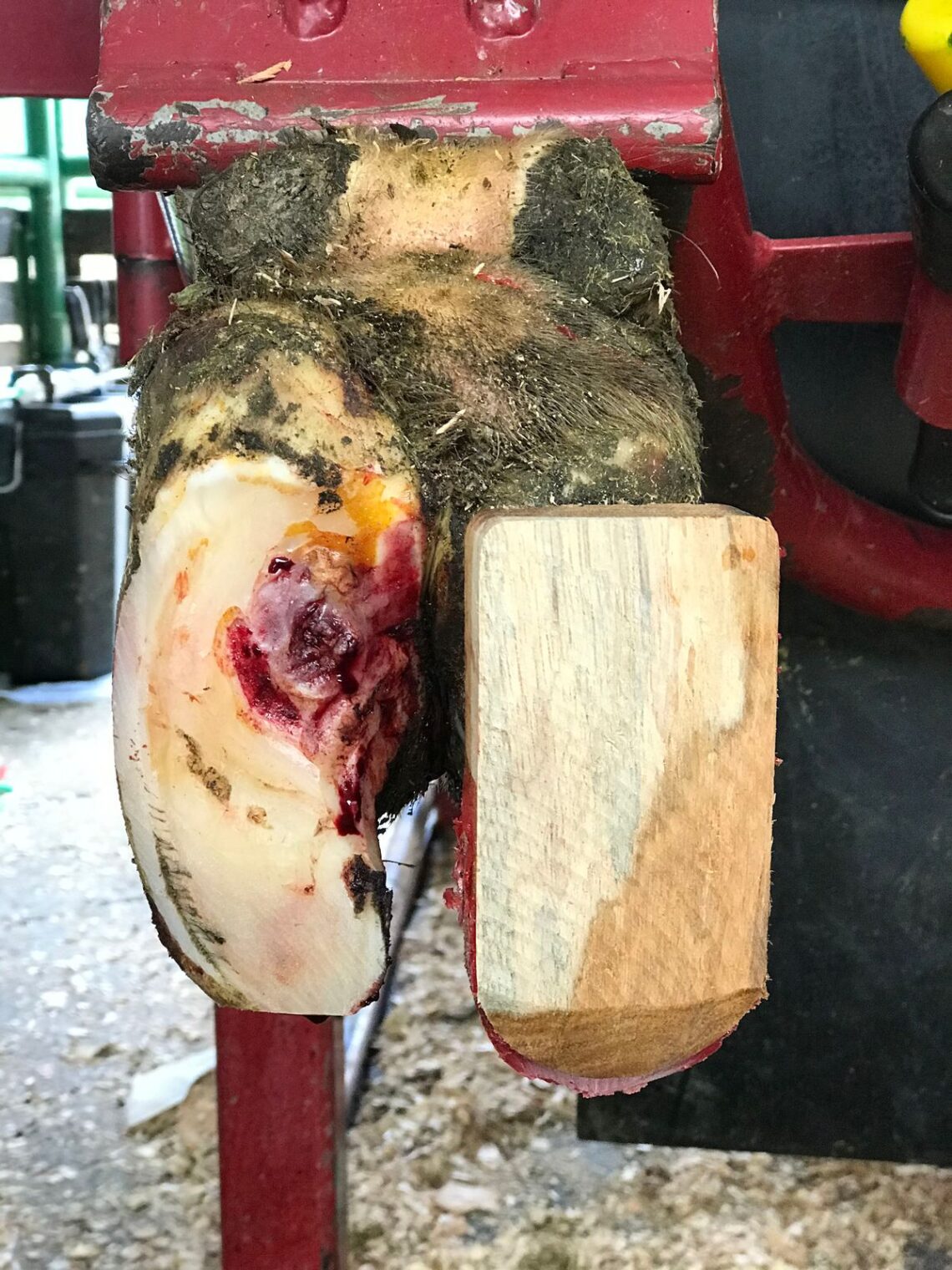 Metodo Wisconsin de recorte de pezuñas