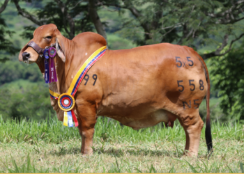 Ganadería GB Brasilia