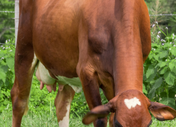 Mastitis: 7 hábitos para prevenirla