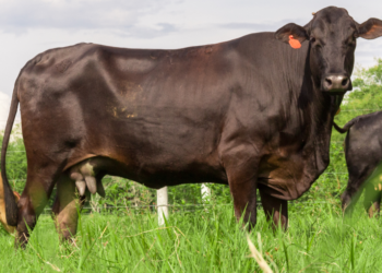 Receptoras: el secreto para multiplicar la mejor genética