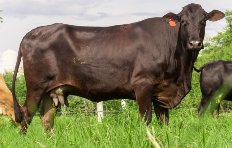 Receptoras: el secreto para multiplicar la mejor genética