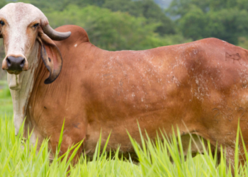 Cómo preparar a las vacas lecheras para la IATF