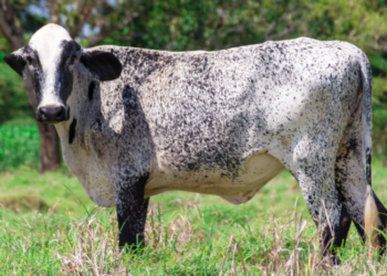 “10 girolandas o guzolandas reemplazan a 30, siete colores”