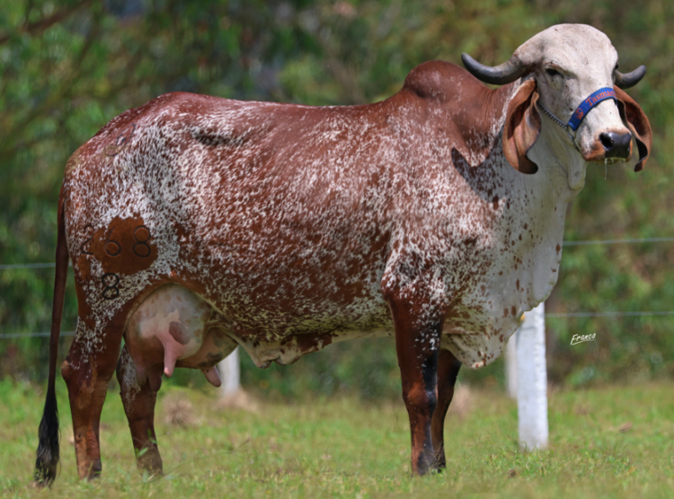 La Selección de Oro Tasmania