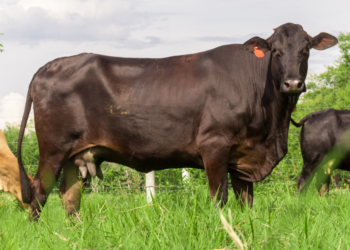 Vitaminas, minerales y aminoácidos