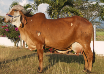 Activación ovárica