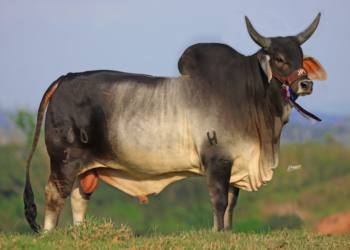 JPM Ganaderia: !un legado de calidad!