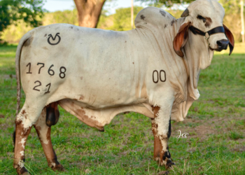 Remate los mejores 100 toros Ganadería Rio Grande