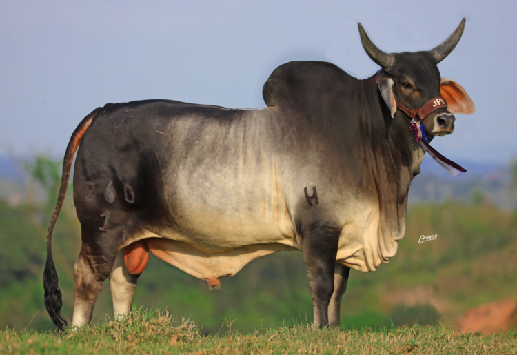 JPM Ganaderia: !un legado de calidad!