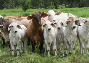 La ganancia de peso diaria