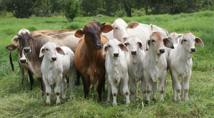 La ganancia de peso diaria