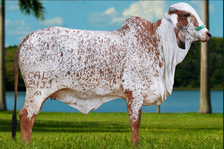 Enfermedades reproductivas