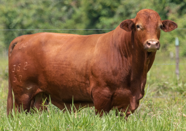 Ganadería El Infinito