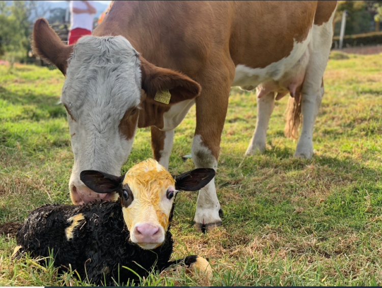 Diarrea Neonatal del Ternero