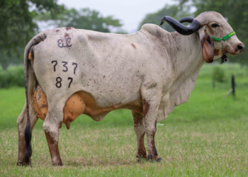 Remate Virtual Rompiendo Paradigmas II