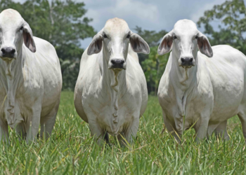 Gran Remate Semillas de La Vittoriana VI